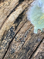 Rosellinia subiculata