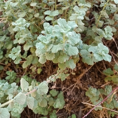 Pseudodictamnus hirsutus