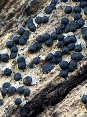 Rosellinia subiculata