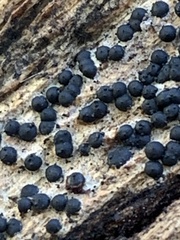 Rosellinia subiculata