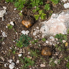 Calonarius