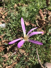 Colchicum montanum
