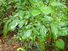 Celtis tetrandra