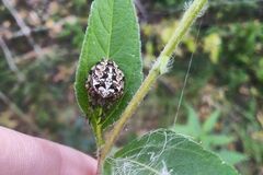 Larinioides patagiatus