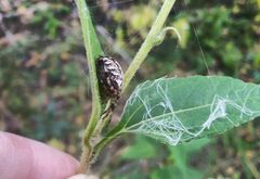 Larinioides patagiatus