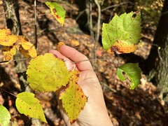 Crataegus phaenopyrum