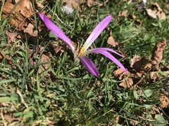 Colchicum montanum