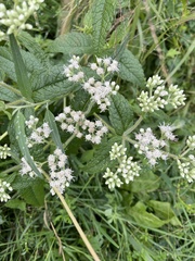 Eupatorium perfoliatum