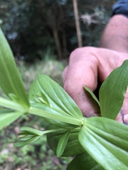 Gentianaceae