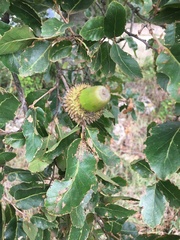 Quercus trojana