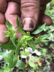 Gentianaceae
