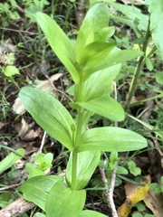 Gentianaceae