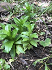 Gentianaceae