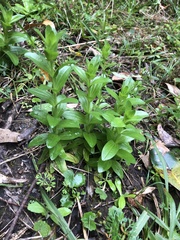 Gentianaceae