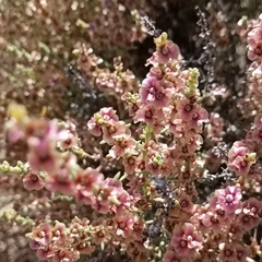 Salsola oppositifolia
