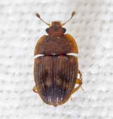 Stelidota geminata