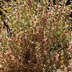 Salsola oppositifolia