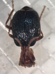 Brachinus