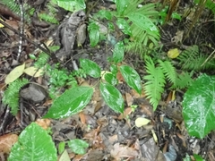 Celtis tetrandra