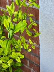 Polistes arizonensis