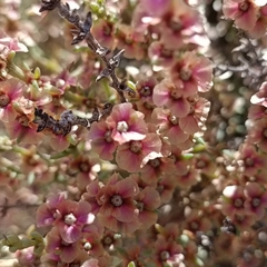 Salsola oppositifolia