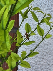 Polistes arizonensis