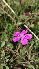 Dianthus deltoides deltoides