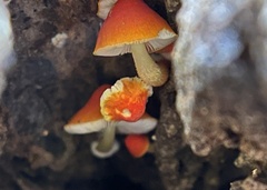 Pluteus aurantiorugosus