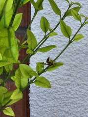 Polistes arizonensis
