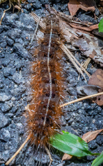 Creatonotos transiens