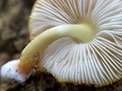 Pluteus aurantiorugosus