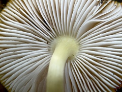 Pluteus aurantiorugosus