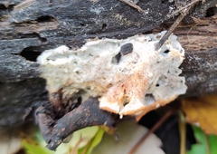 Neoantrodia serialis