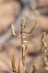 Polanisia dodecandra