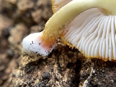 Pluteus aurantiorugosus