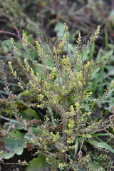 Lepidium ruderale