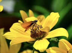 Copaeodes aurantiaca