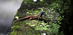 Eutropis rudis