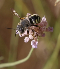 Trachusa interrupta