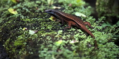 Eutropis rudis