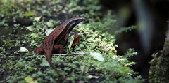 Eutropis rudis