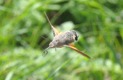 Macroglossum stellatarum