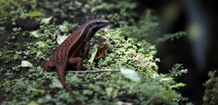 Eutropis rudis