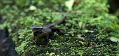 Eutropis rudis