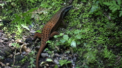 Eutropis rudis