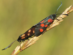 Zygaena angelicae