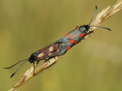 Zygaena angelicae