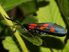 Zygaena angelicae