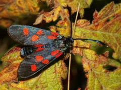 Zygaena angelicae