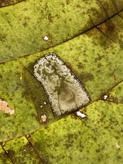 Phyllonorycter lucetiella